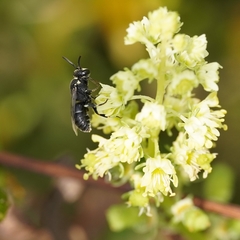 Hylaeus signatus