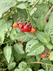 Solanum dulcamara