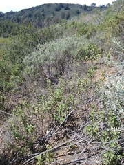 Malacothamnus lucianus