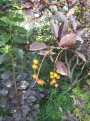 Prunus virginiana virginiana