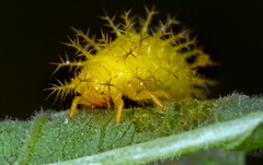 Epilachna varivestis