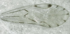 Zelandopsocus kuscheli