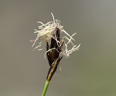 Carex curvula
