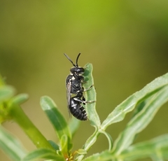 Hylaeus signatus