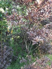 Prunus virginiana virginiana