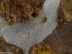 Lissoclinum perforatum