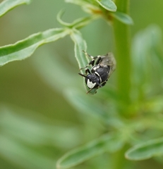 Hylaeus signatus
