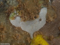 Lissoclinum perforatum