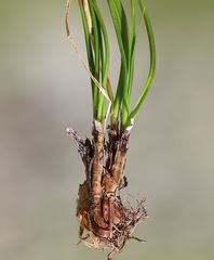 Carex curvula