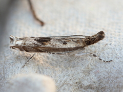 Prionapteryx achatina
