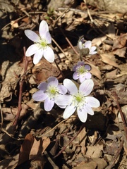 Hepatica