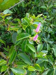 Cryptostegia