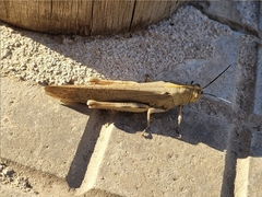 Anacridium aegyptium