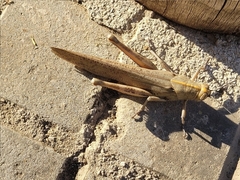 Anacridium aegyptium