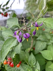 Solanum dulcamara