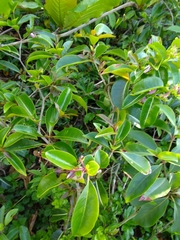 Cryptostegia