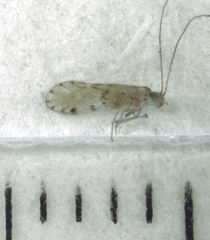 Zelandopsocus kuscheli
