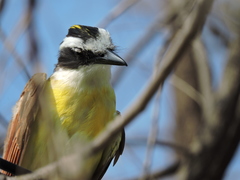 Pitangus sulphuratus