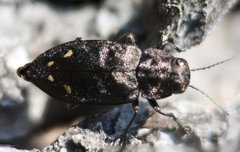 Phaenops fulvoguttata