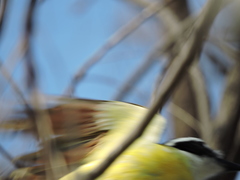 Pitangus sulphuratus