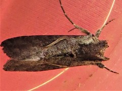 Ctenoplusia limbirena