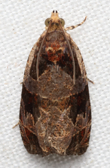 Olethreutes footiana