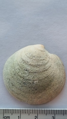 Dosinia exoleta