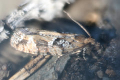 Zeiraphera canadensis