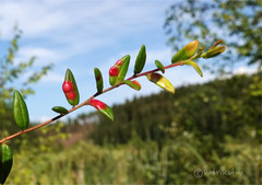 Exobasidium rostrupii