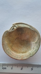 Dosinia exoleta