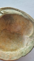 Dosinia exoleta