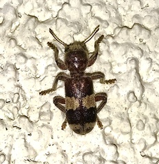 Enoclerus quadrisignatus