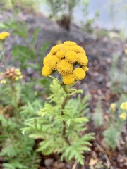 Tanacetum vulgare