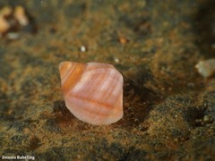 Tectarius striatus