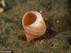 Tectarius striatus