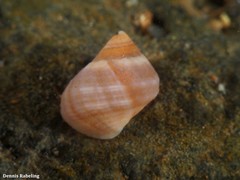 Tectarius striatus