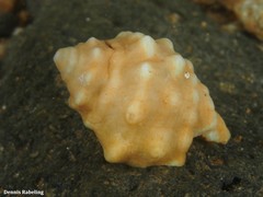 Stramonita haemastoma