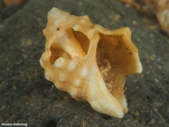 Stramonita haemastoma