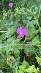 Geranium nodosum