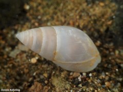 Tritia conspersa