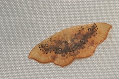 Cyclophora lennigiaria