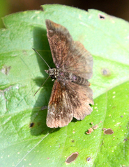 Staphylus hayhurstii