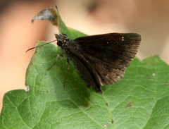 Staphylus hayhurstii