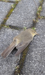 Phylloscopus ibericus