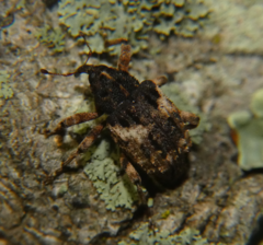 Cryptorhynchus fuscatus