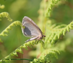 Macaria argillacearia