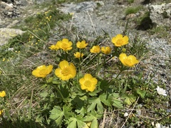 Ranunculus montanus