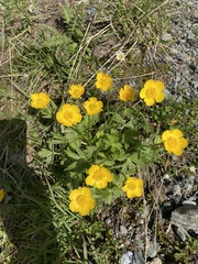 Ranunculus montanus