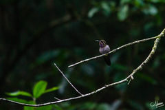 Lampornis amethystinus