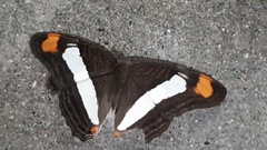 Adelpha basiloides